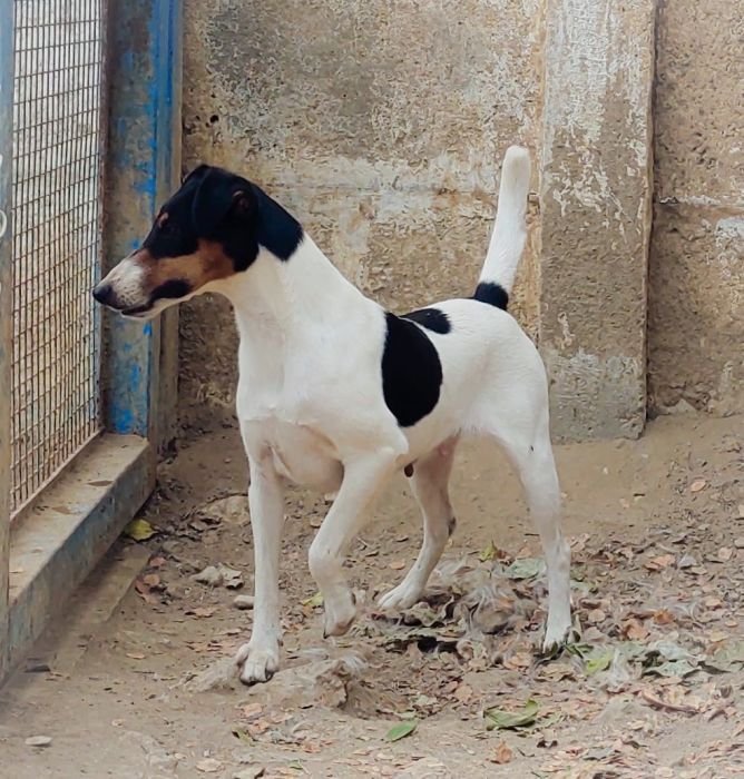 DogsIndia.com - Smooth Fox Terriers - Raghlin's SFTs - R.Vijayaraghavan