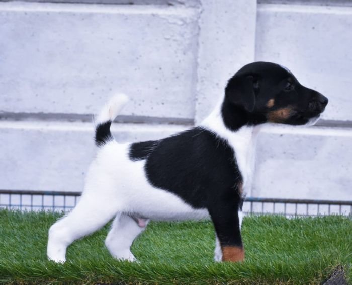 DogsIndia.com - Smooth Fox Terriers - Raghlin's SFTs - R.Vijayaraghavan