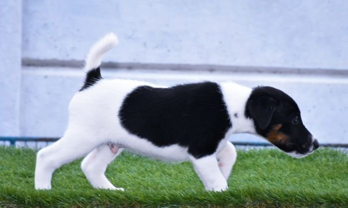 DogsIndia.com - Smooth Fox Terriers - Raghlin's SFTs - R.Vijayaraghavan