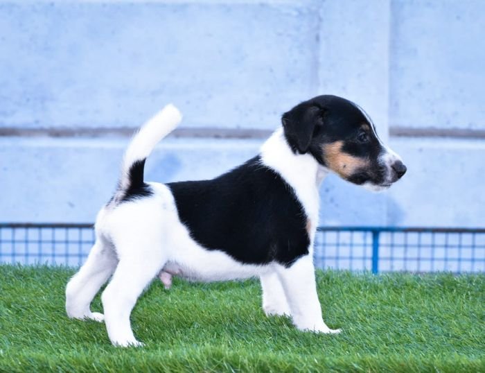 DogsIndia.com - Smooth Fox Terriers - Raghlin's SFTs - R.Vijayaraghavan