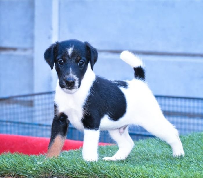 DogsIndia.com - Smooth Fox Terriers - Raghlin's SFTs - R.Vijayaraghavan