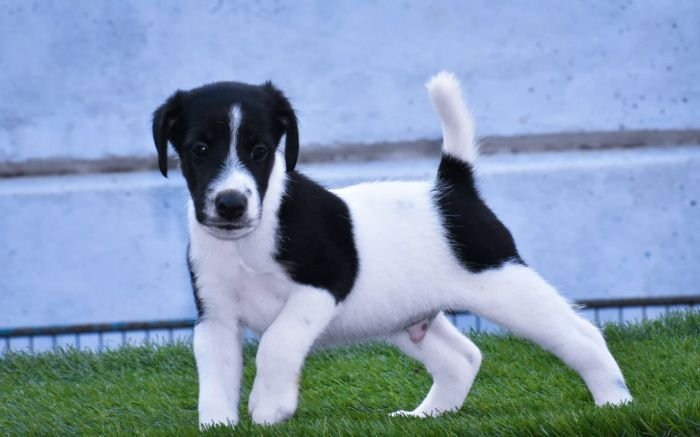 DogsIndia.com - Smooth Fox Terriers - Raghlin's SFTs - R.Vijayaraghavan