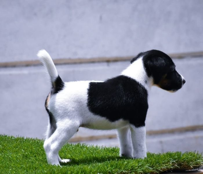 DogsIndia.com - Smooth Fox Terriers - Raghlin's SFTs - R.Vijayaraghavan