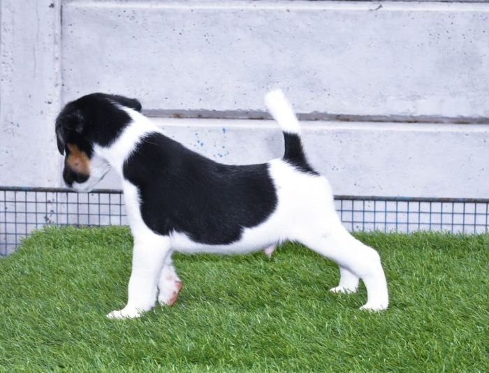 DogsIndia.com - Smooth Fox Terriers - Raghlin's SFTs - R.Vijayaraghavan