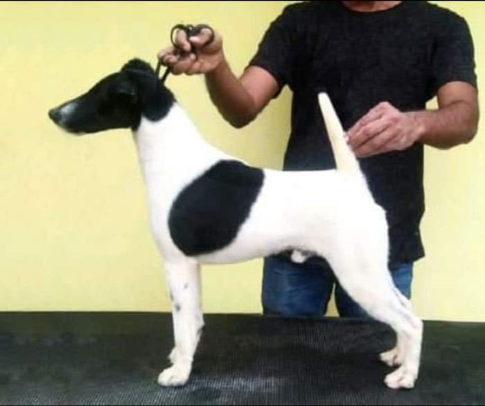 DogsIndia.com - Smooth Fox Terriers - Raghlin's SFTs - R.Vijayaraghavan