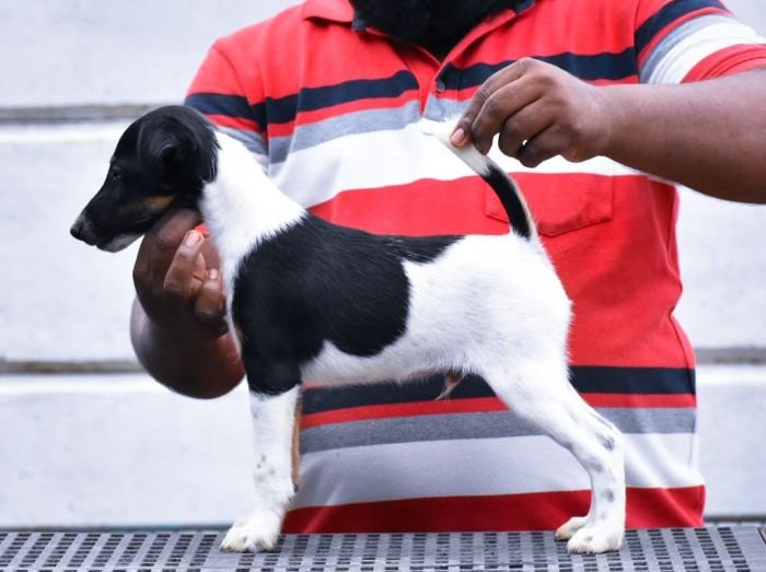 DogsIndia.com - Smooth Fox Terriers - Raghlin's SFTs - R.Vijayaraghavan