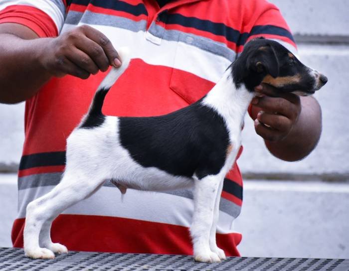 DogsIndia.com - Smooth Fox Terriers - Raghlin's SFTs - R.Vijayaraghavan