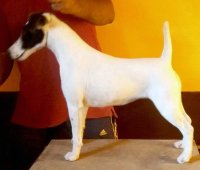 DogsIndia.com - Fox Terrier (Smooth) - Ramesh Yadav