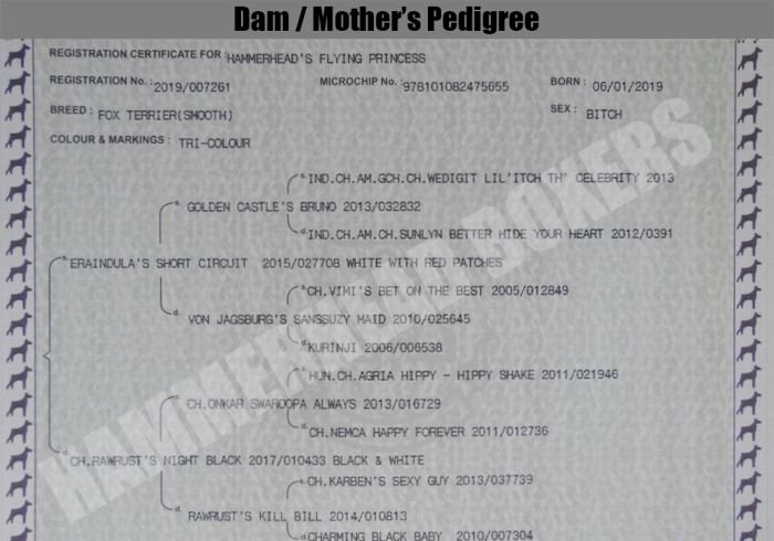 DogsIndia.com - Fox Terrier (Smooth) - Ramesh Yadav
