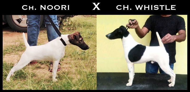 DogsIndia.com - Fox Terrier (Smooth) - Ramesh Yadav