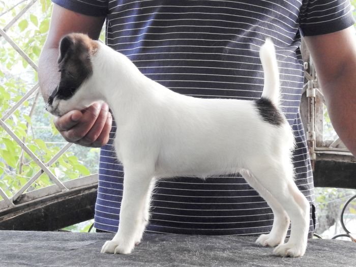 DogsIndia.com - Fox Terrier (Smooth) - Ramesh Yadav