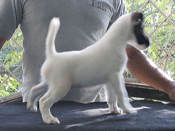 DogsIndia.com - Fox Terrier (Smooth) - Ramesh Yadav