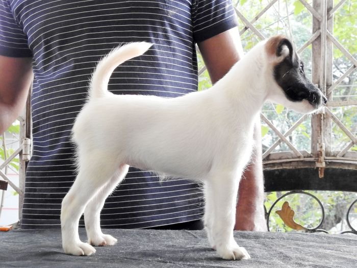 DogsIndia.com - Fox Terrier (Smooth) - Ramesh Yadav