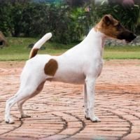 DogsIndia.com Fox Terrier Smooth HighFalutin Fox Terriers