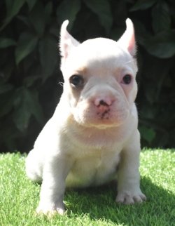 DogsIndia.com - French Bulldog - Derick (Shade's)