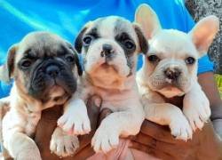 DogsIndia.com - French Bulldog - Derick - Shade's