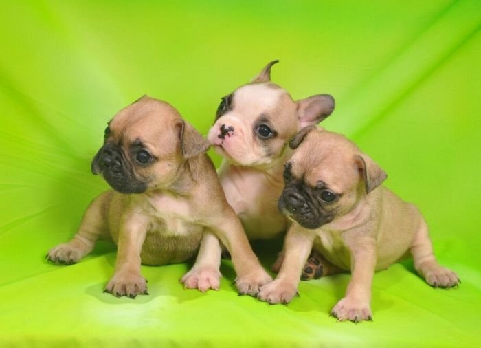 DogsIndia.com - French Bulldogs - Parakamani Kennels