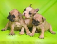 DogsIndia.com - French Bulldogs - Parakamani Kennels