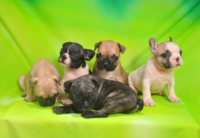 DogsIndia.com - French Bulldogs - Parakamani Kennels