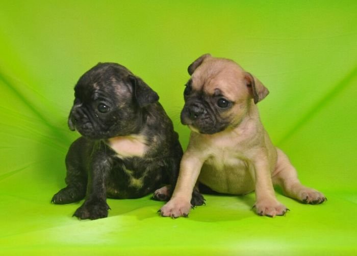 DogsIndia.com - French Bulldogs - Parakamani Kennels