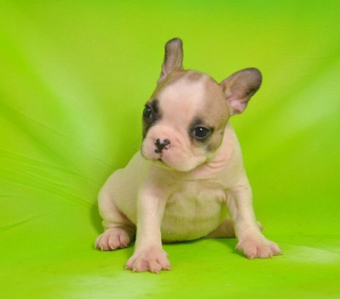 DogsIndia.com - French Bulldogs - Parakamani Kennels