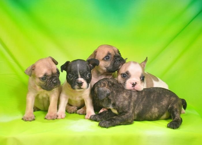 DogsIndia.com - French Bulldogs - Parakamani Kennels