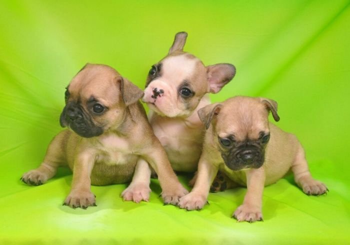 DogsIndia.com - French Bulldogs - Parakamani Kennels