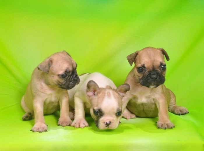 DogsIndia.com - French Bulldogs - Parakamani Kennels