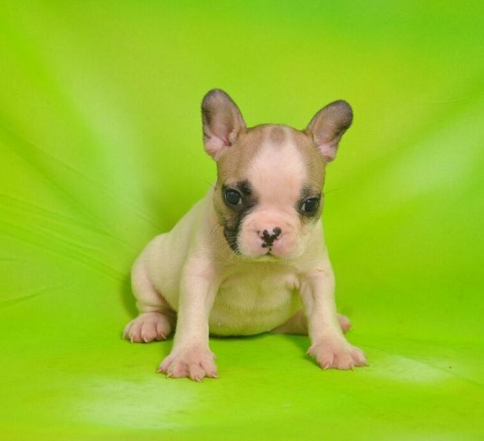 DogsIndia.com - French Bulldogs - Parakamani Kennels