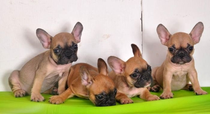 DogsIndia.com - French Bulldogs - Parakamani Kennels