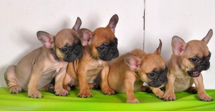 DogsIndia.com - French Bulldogs - Parakamani Kennels