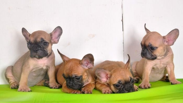 DogsIndia.com - French Bulldogs - Parakamani Kennels