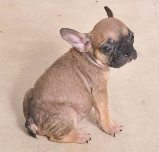 DogsIndia.com - French Bulldogs - Parakamani Kennels