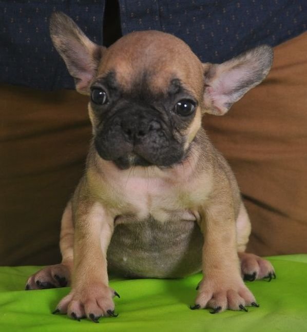 DogsIndia.com - French Bulldogs - Parakamani Kennels
