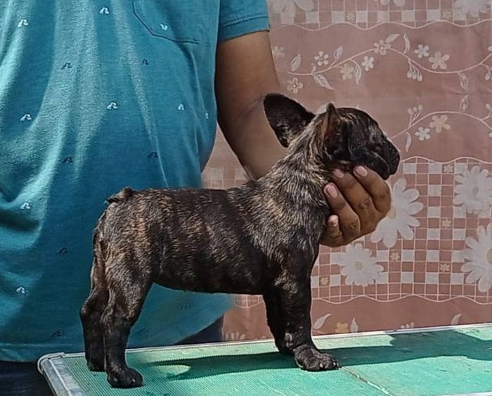 DogsIndia.com - French Bulldog - Venkatesh (AP)