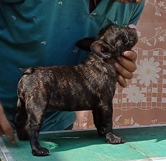 DogsIndia.com - French Bulldog - Venkatesh (AP)