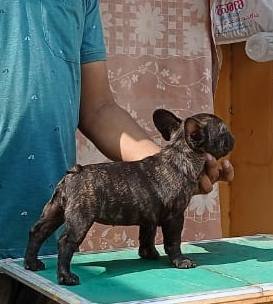 DogsIndia.com - French Bulldog - Venkatesh (AP)