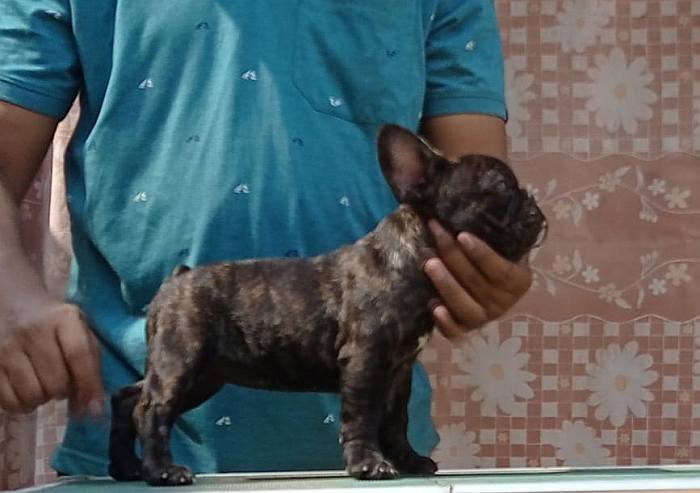 DogsIndia.com - French Bulldog - Venkatesh (AP)