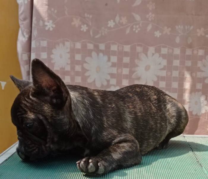 DogsIndia.com - French Bulldog - Venkatesh (AP)