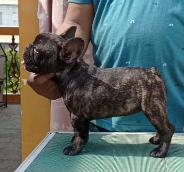 DogsIndia.com - French Bulldog - Venkatesh (AP)