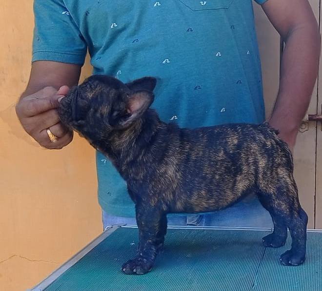 DogsIndia.com - French Bulldog - Venkatesh (AP)