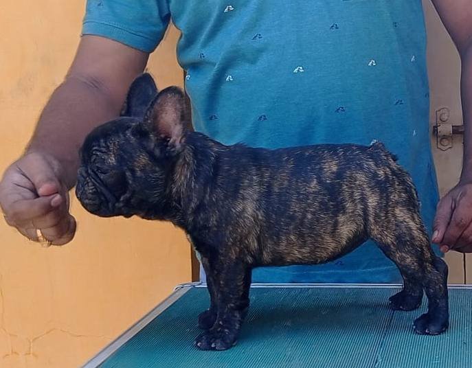 DogsIndia.com - French Bulldog - Venkatesh (AP)