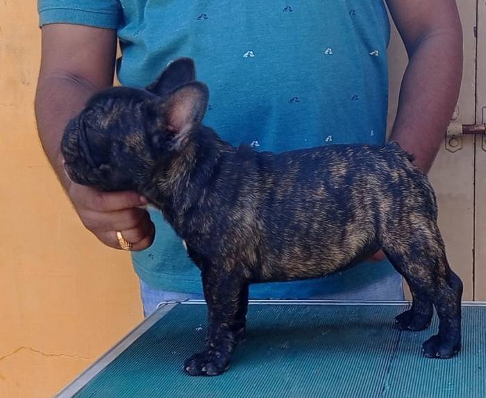 DogsIndia.com - French Bulldog - Venkatesh (AP)