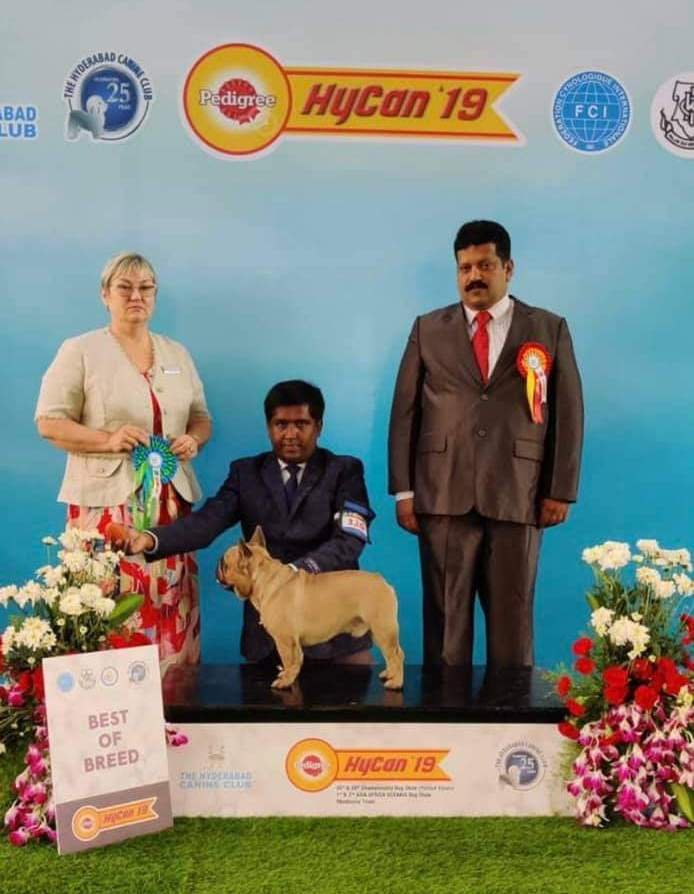 DogsIndia.com - French Bulldog - Venkatesh (AP)