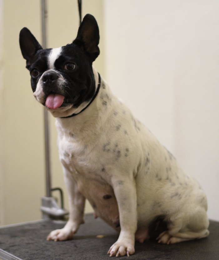 DogsIndia.com - French Bulldog - Gobees Kennel, Gobinath