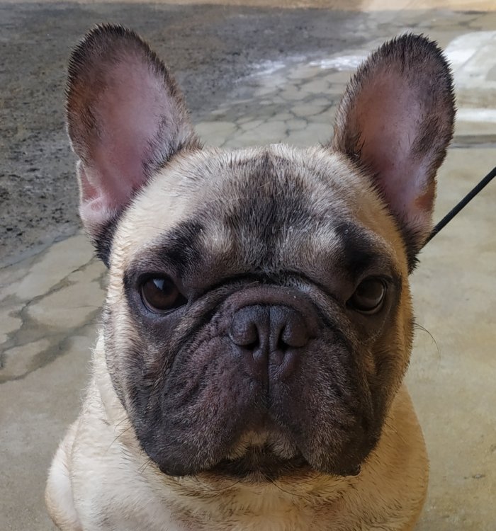 DogsIndia.com - French Bulldog - Gobees Kennel, Gobinath