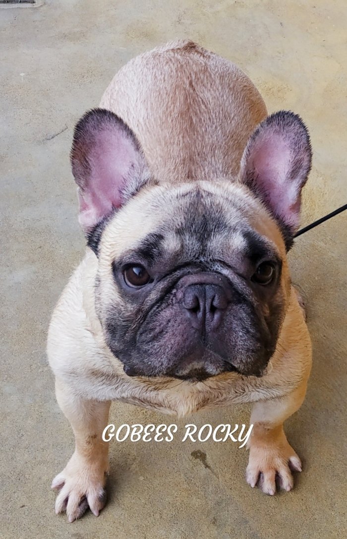 DogsIndia.com - French Bulldog - Gobees Kennel, Gobinath