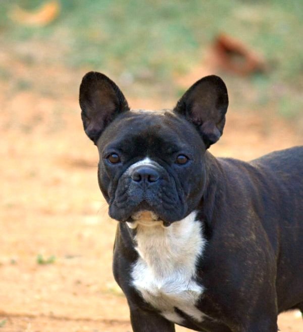 DogsIndia.com - French Bulldog - Logesh, Tiruppur