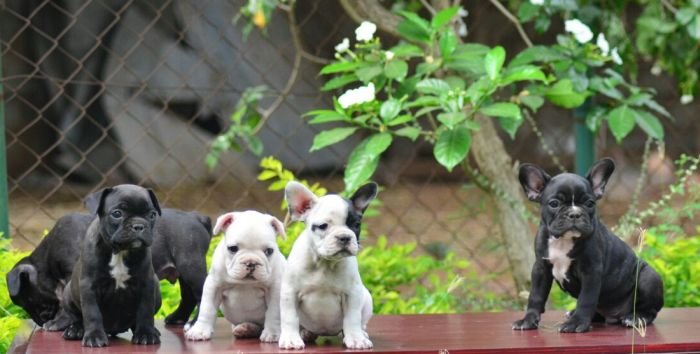 DogsIndia.com - French Bulldog - Logesh, Tiruppur