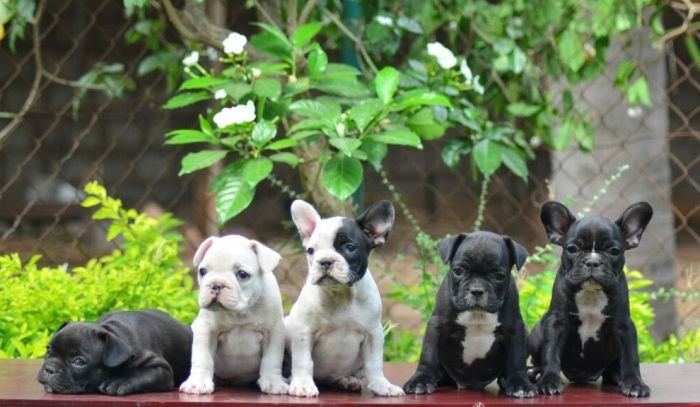 DogsIndia.com - French Bulldog - Logesh, Tiruppur